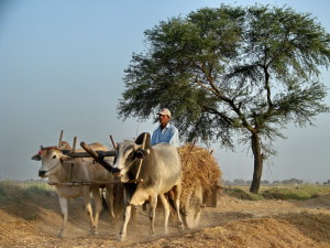 Pakistani farmers