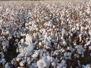 Cotton Sindh'