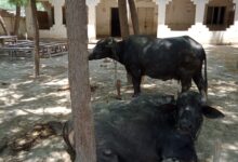 Cattle in Primary School