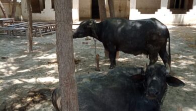 Cattle in Primary School